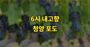 6시내고향 청양 스마일농원 포도 주문 방법 | BK시들리스 어디서 사나? bk시들리스-포도-thumbnail