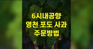 6시내고향 영천 포도 사과 주문