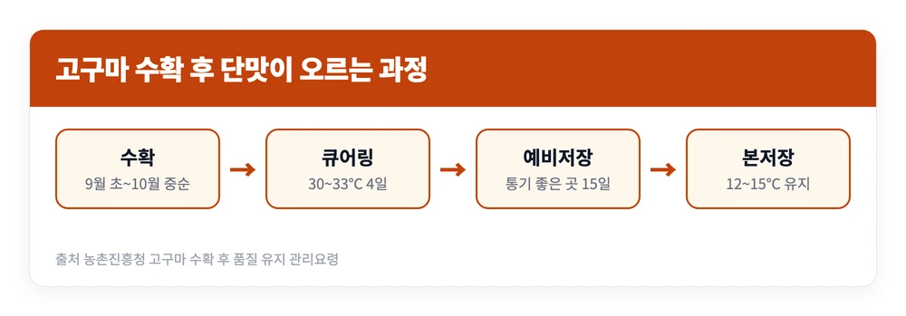 고구마를 수확한 뒤 큐어링과 예비저장을 거쳐 본저장에 들어가며 단맛이 올라가는 과정을 온도와 기간으로 정리한 이미지