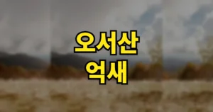 6시내고향 오서산 억새